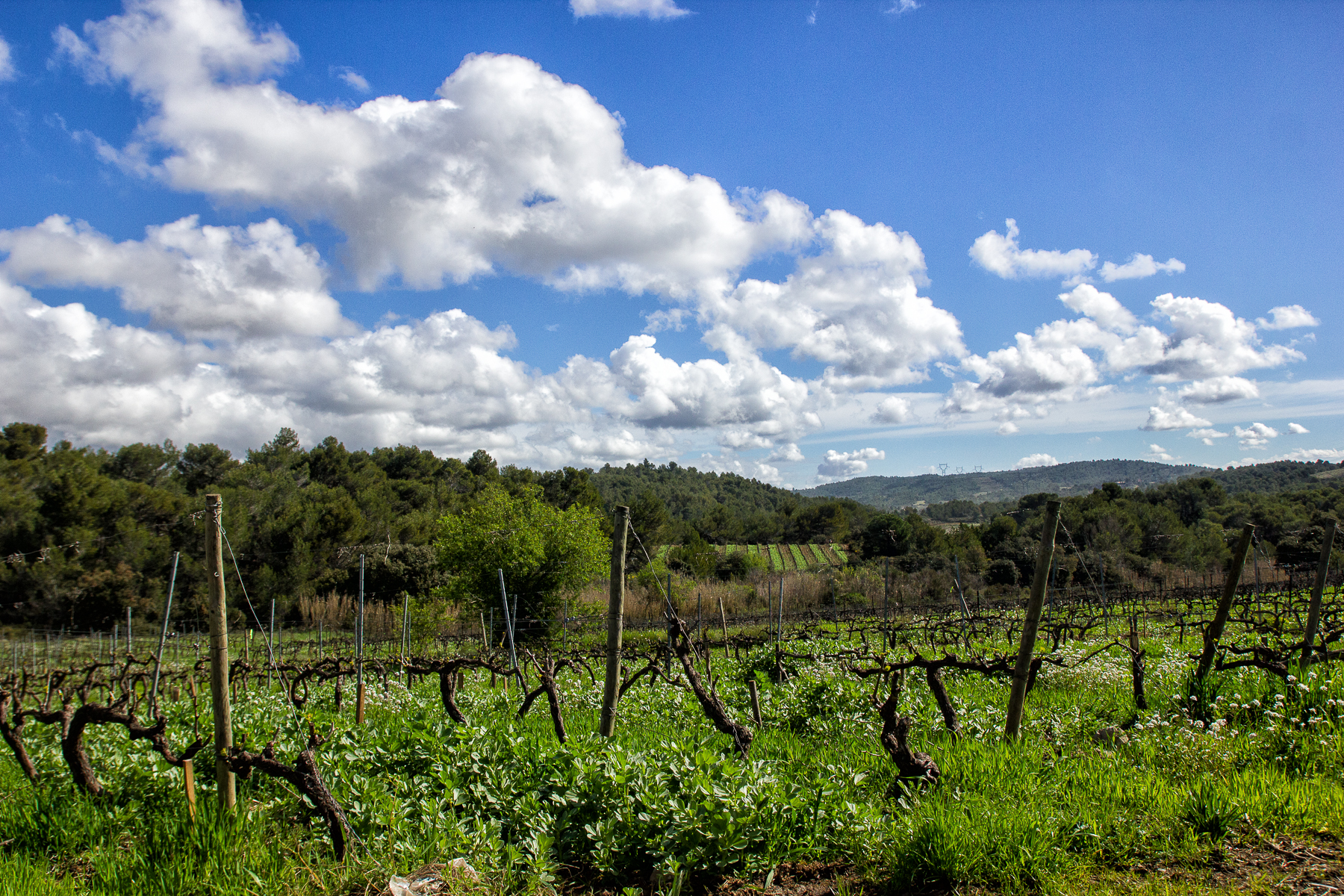 Vente de vin, vente de vin en ligne, achat de vin bio, achat vin, acheter du vin, vin rosé, vin blanc, vin rouge, prix des vins, vin achat, grand vin, promo vin, achat vin grand cru, cave a vin, bon vin pas cher, site vente vin, achat vin rouge, site vente de vin, vin acheter, vin rosé pas cher, acheter vin rouge, ou acheter du vin, prix vin rouge, site pour acheter du vin